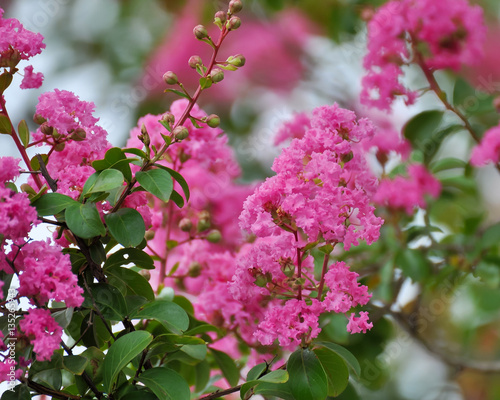 Crepe Myrtle Flowers Bright Pink