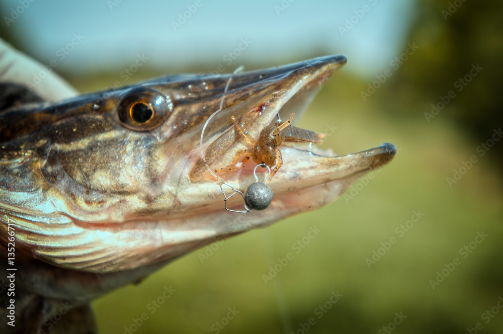 pike caught on soft bait pike caught on soft bait