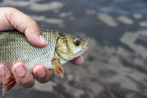Fototapeta Naklejka Na Ścianę i Meble -  Fish caught fly fishing
