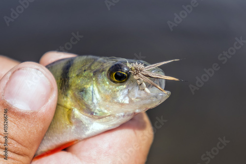 Fototapeta Naklejka Na Ścianę i Meble -  Fish caught fly fishing