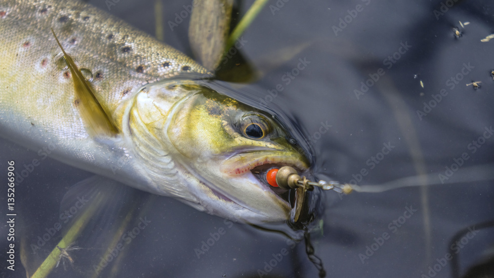 Brown trout caught lure Brown trout caught lure