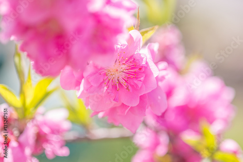 桃の花 © 徹 宍倉