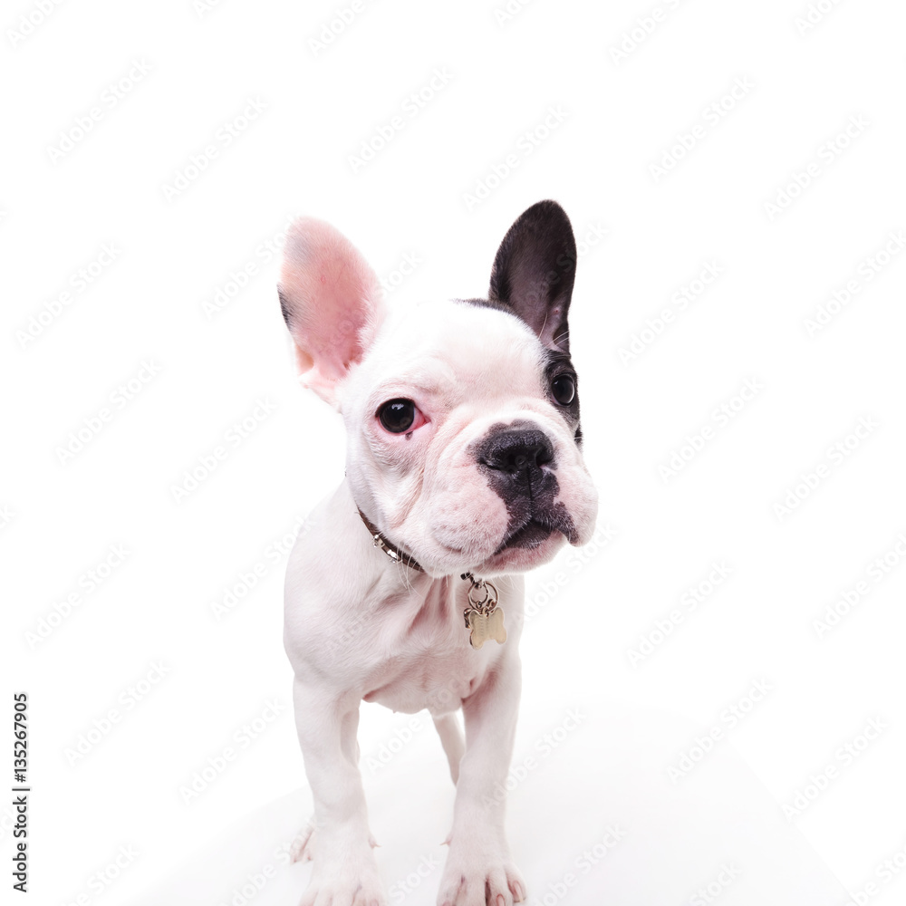 black and white french bulldog puppy dog standing