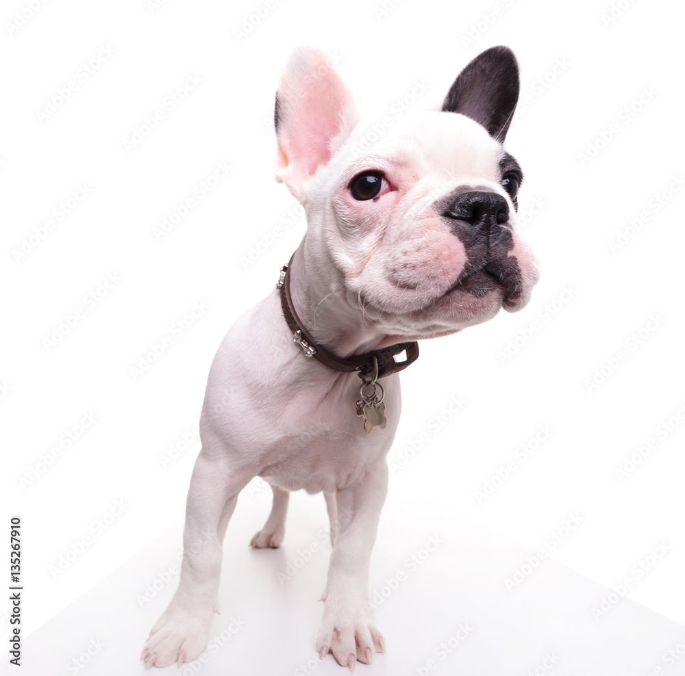 funny picture of a french bulldog puppy looking to side