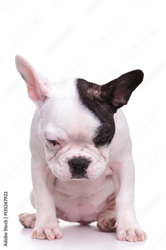 sad little female french bulldog puppy dog is sitting