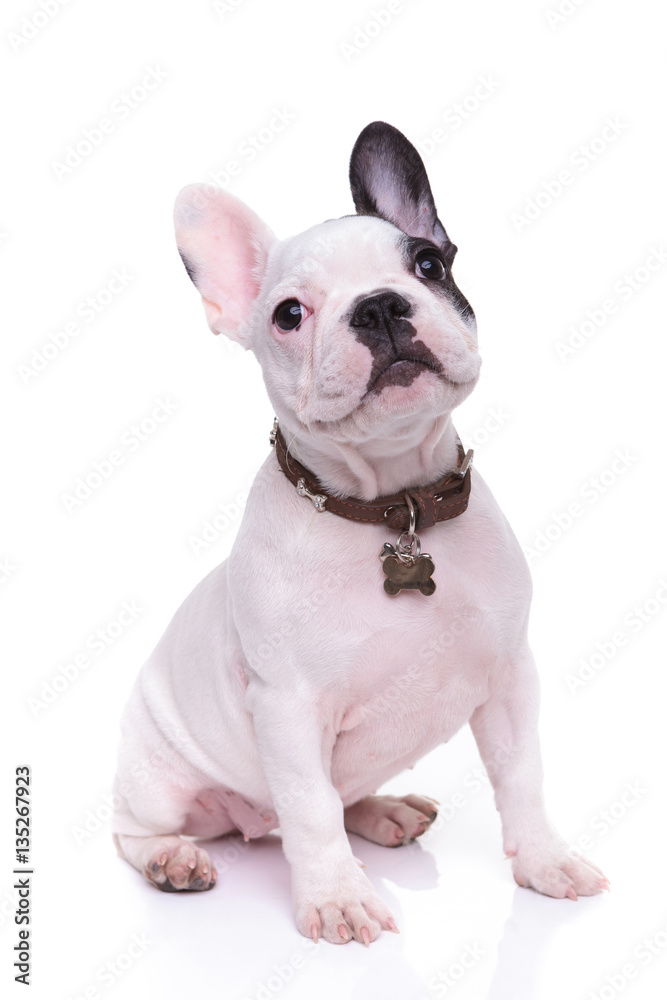 cute french bulldor puppy dog is sitting