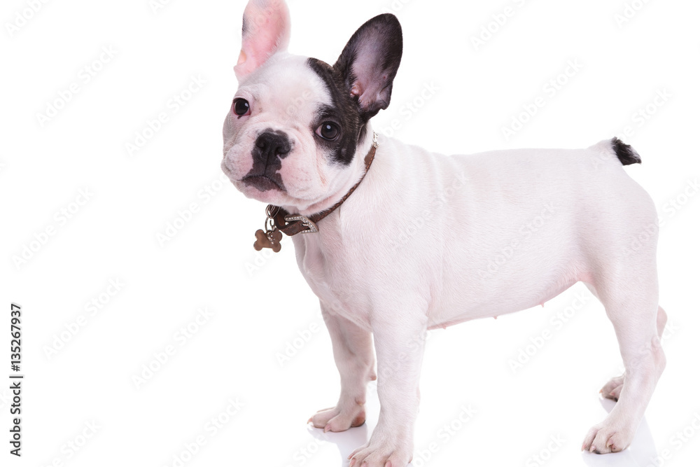 side view of a standing french bulldog puppy dog