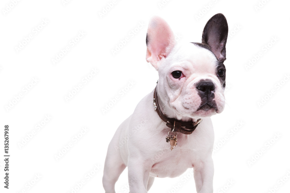 cute french bulldor puppy dog standing