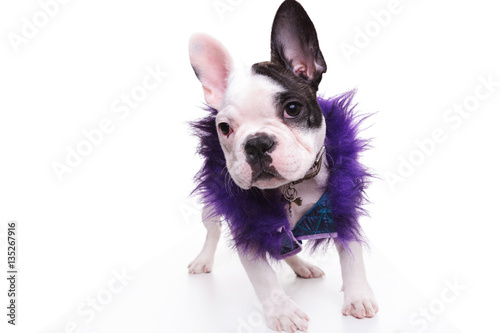 fashion french bulldog puppy dog wearing purple furry jacket