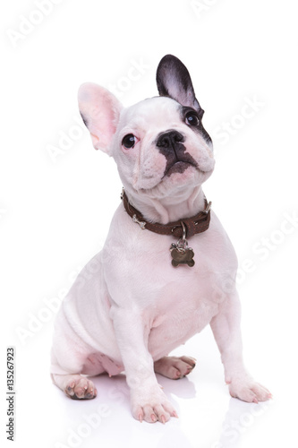 Fototapeta Naklejka Na Ścianę i Meble -  cute french bulldor puppy dog is sitting