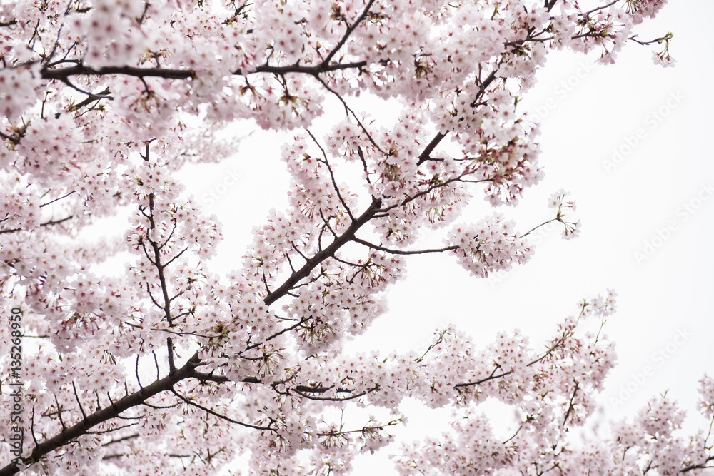 On this picture, a beautiful peach tree full of flowers is seen. The flowers look pretty delicate and amazing. On the background, the bright sky is seen during the day. On this picture, a beautiful peach tree full of flowers is seen. The flowers look pretty delicate and amazing. On the background, the bright sky is seen during the day.