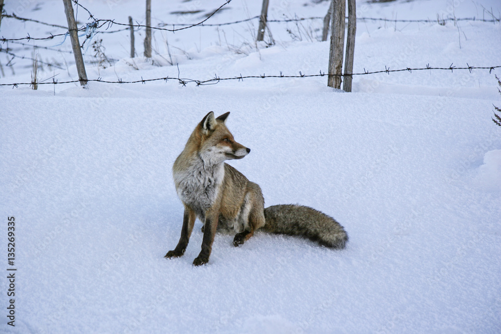 Fototapeta premium Rotfuchs im Spätwinter