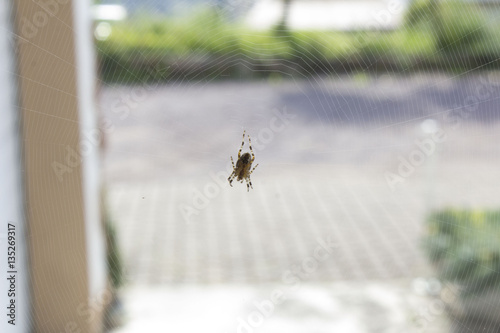 Die Spinne in Ihrem Netz photo