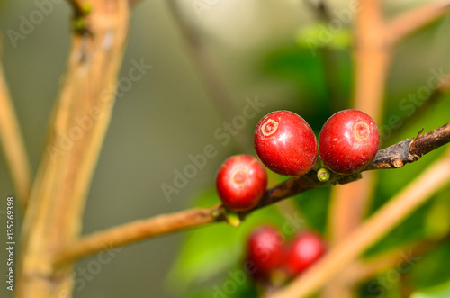 Coffee cherries on branch