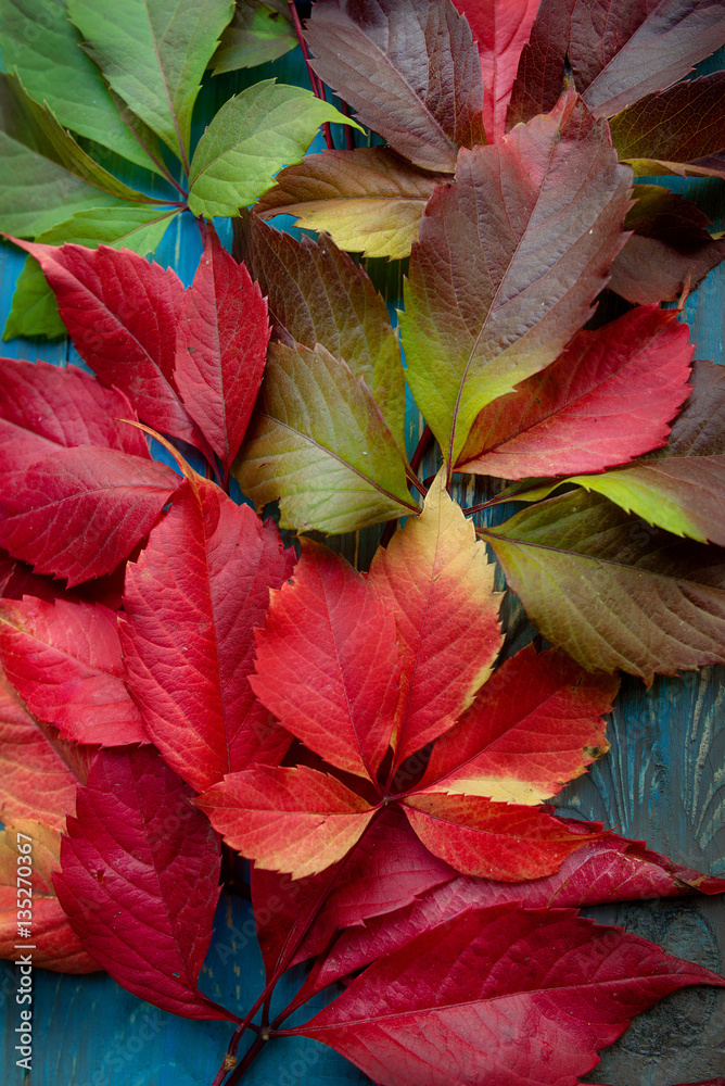 Fototapeta premium Colorful autumn fallen leaves on blue background