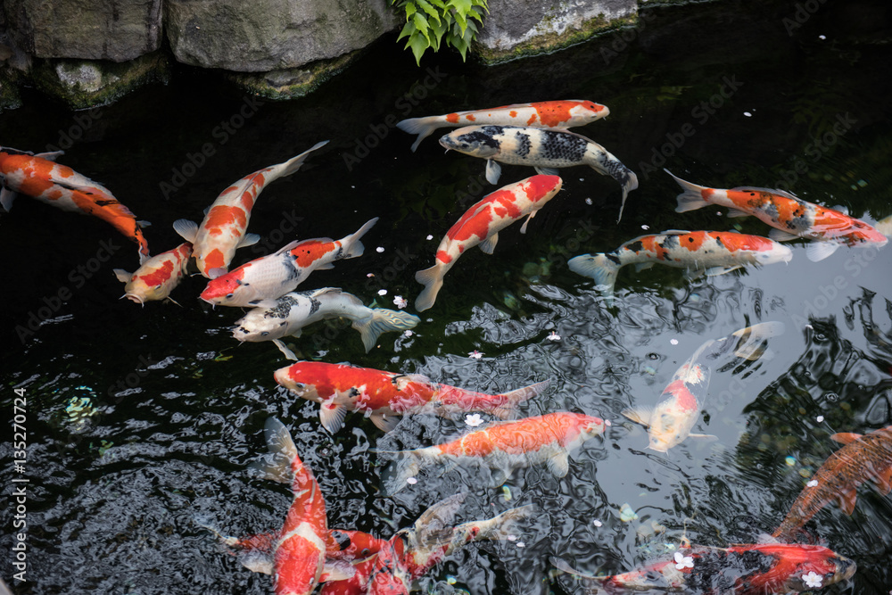 Beautiful colored fishes like Koi, Carp seen swimming in the water. The color of the water looks black and these colored Japanese fishes make the scene amazing. Beautiful colored fishes like Koi, Carp seen swimming in the water. The color of the water looks black and these colored Japanese fishes make the scene amazing.