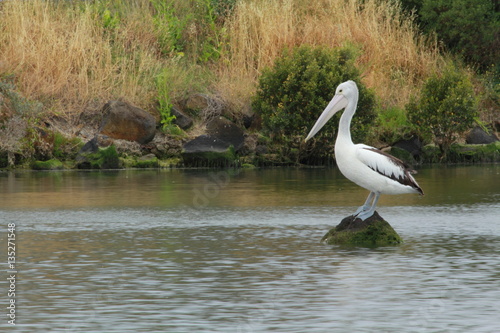 pelican on the rock