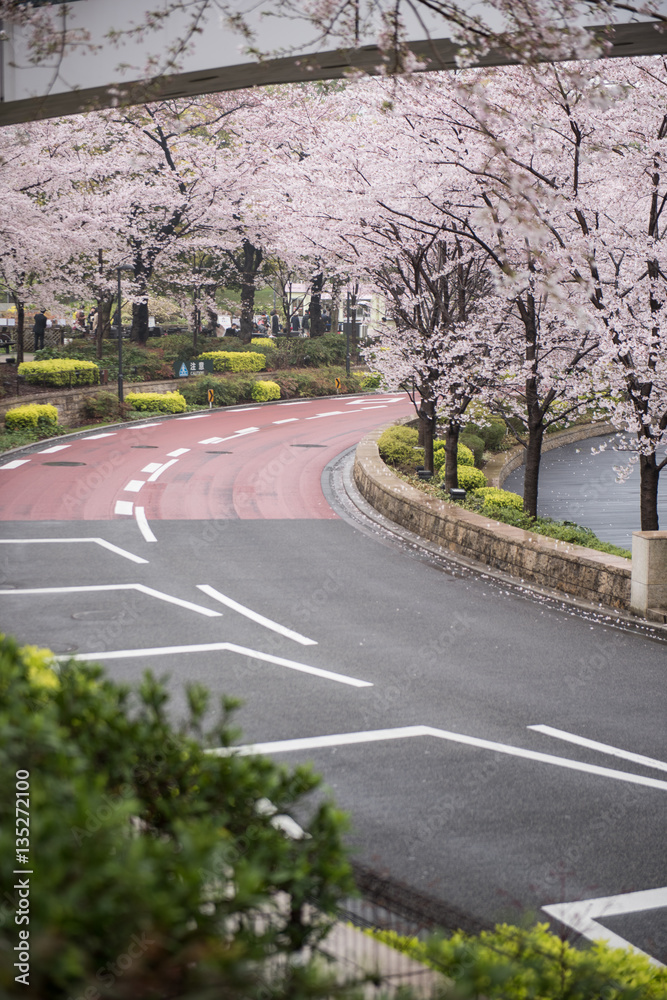On this picture, a beautiful peach tree full of flowers is seen. The flowers look pretty delicate and amazing. A road that leads to the entrance of the park is also seen.