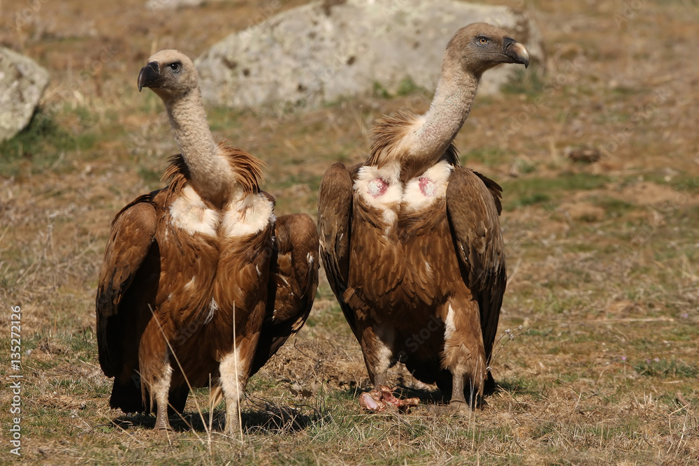 Fototapeta premium Griffon vulture. Gyps fulvus