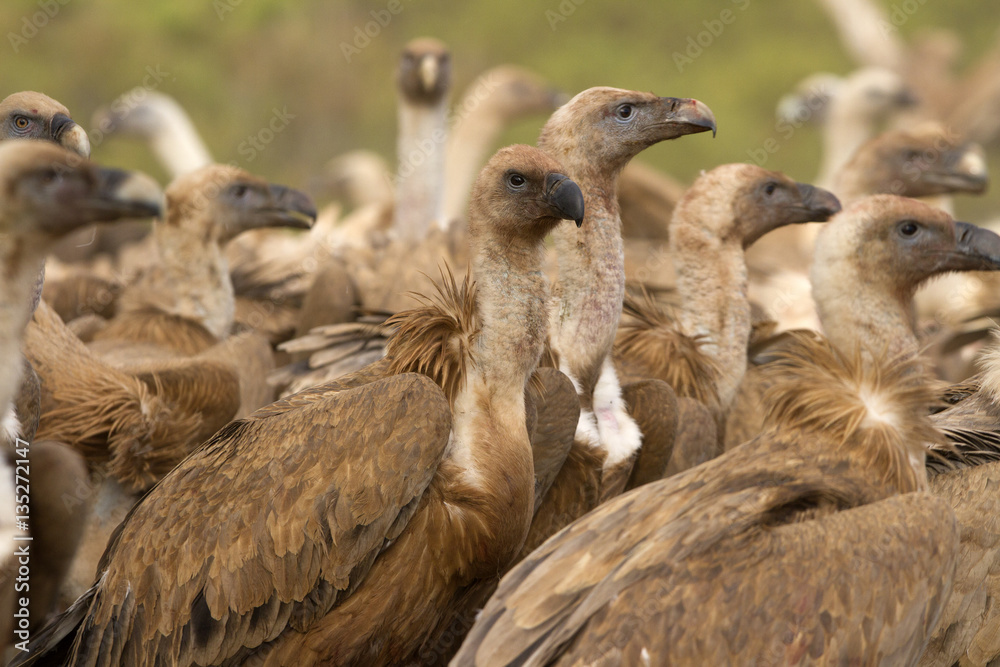 Griffons vultures. Gyps fulvus Griffons vultures. Gyps fulvus