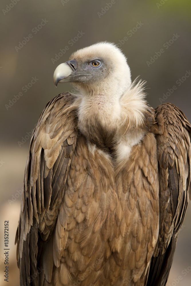 Griffons vultures. . Gyps fulvus. scavenger Griffons vultures. . Gyps fulvus. scavenger