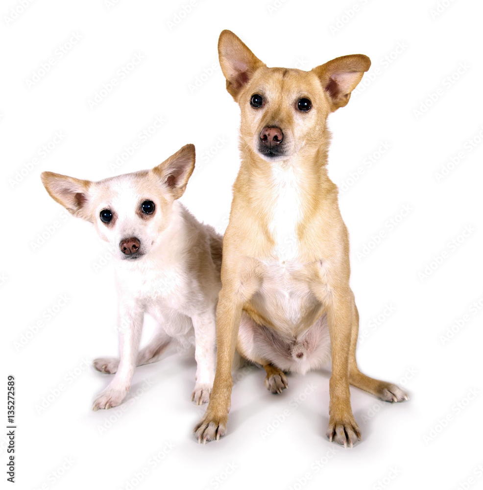 Zwei Mischlingshunde