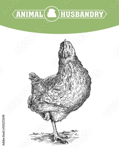 chicken breeding. animal husbandry. livestock