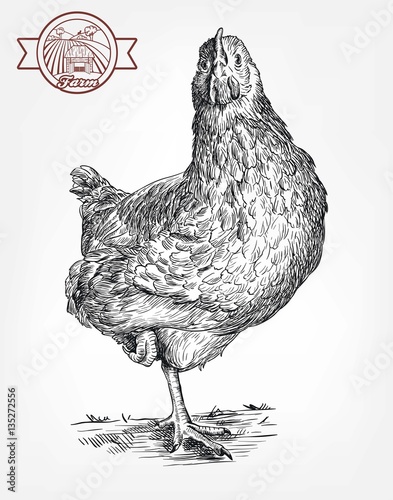 chicken breeding. animal husbandry. livestock