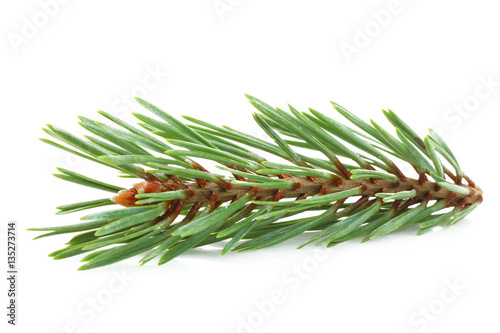 The branch of spruce isolated on white background.