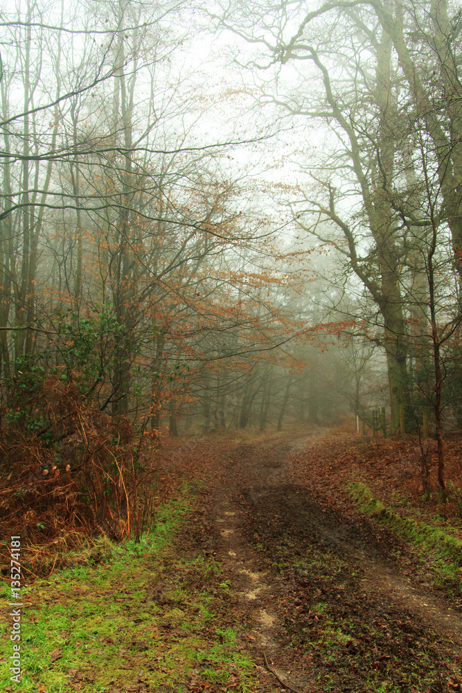 English woodland on a foggy misty morning