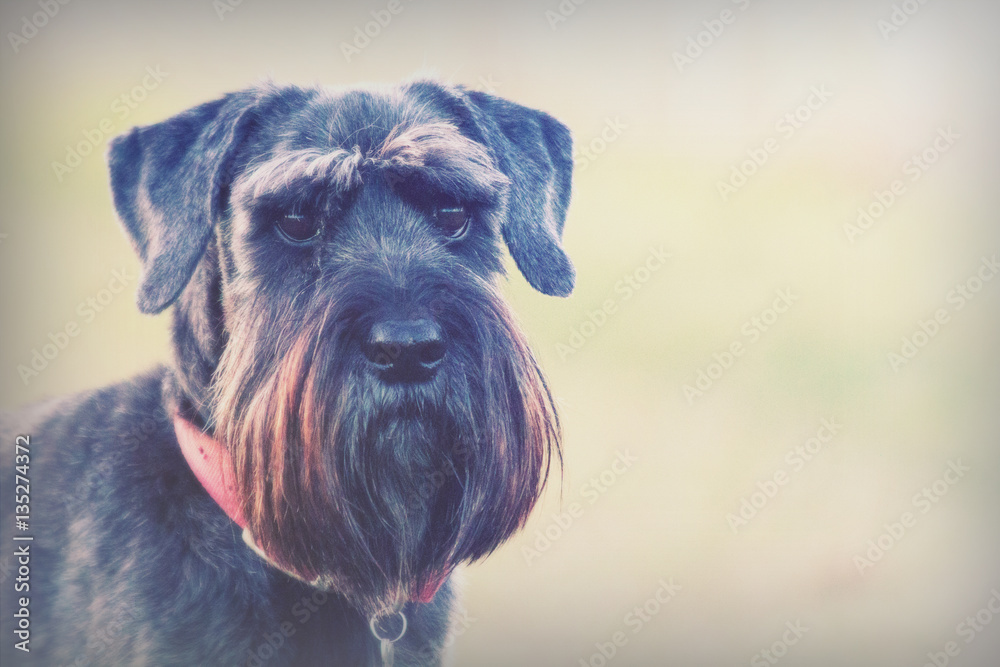 close up schnauzer dog in the countryside close up schnauzer dog in the countryside
