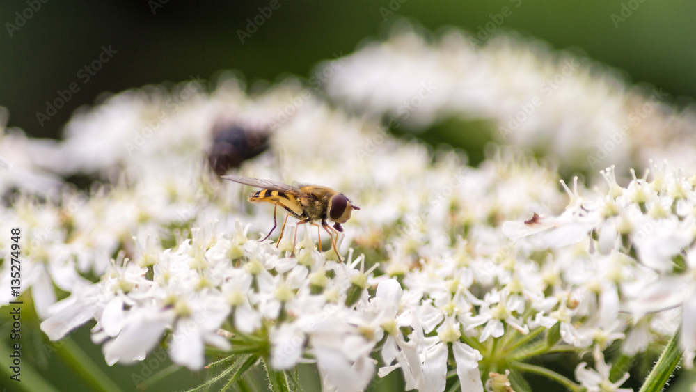 British Bee B Sipping Nectar From The Flower British Bee B Sipping Nectar From The Flower