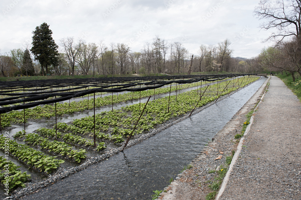 In the picture we can see a plantation field which is well maintained and this type of plantation is very much popular in Japan. We can also see the irrigation system for storing water.