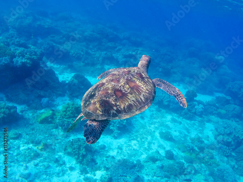 Snorkeling and diving with sea turtle. Green sea turtle swimming in the ocean © Elya.Q