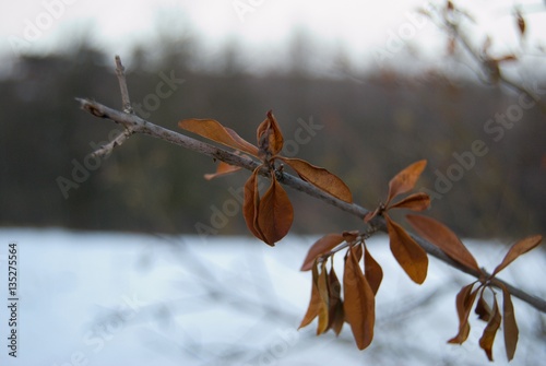detail od a branch wih dry leaves in winter