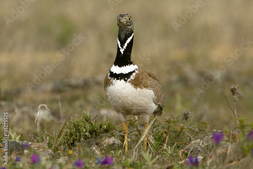 Male of Little bustard. Tetrax tetrax photo