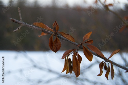 detail od a branch wih dry leaves in winter