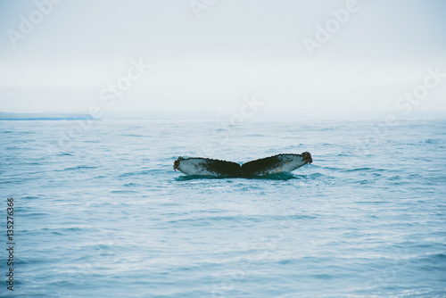 Whale's fluke in the sea near Iceland © Grigorii Postnikov