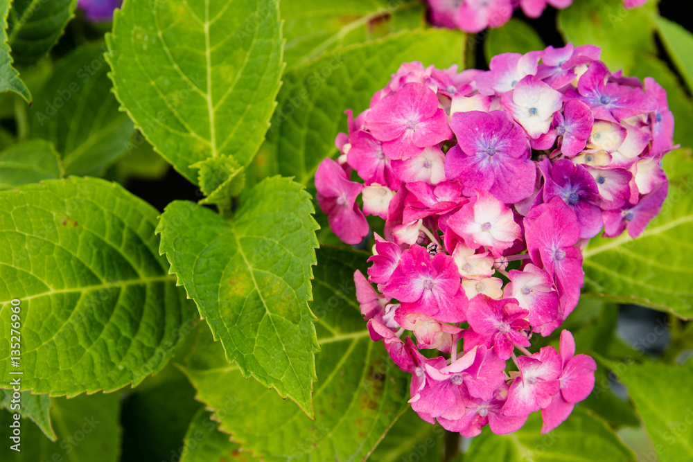 紫陽花