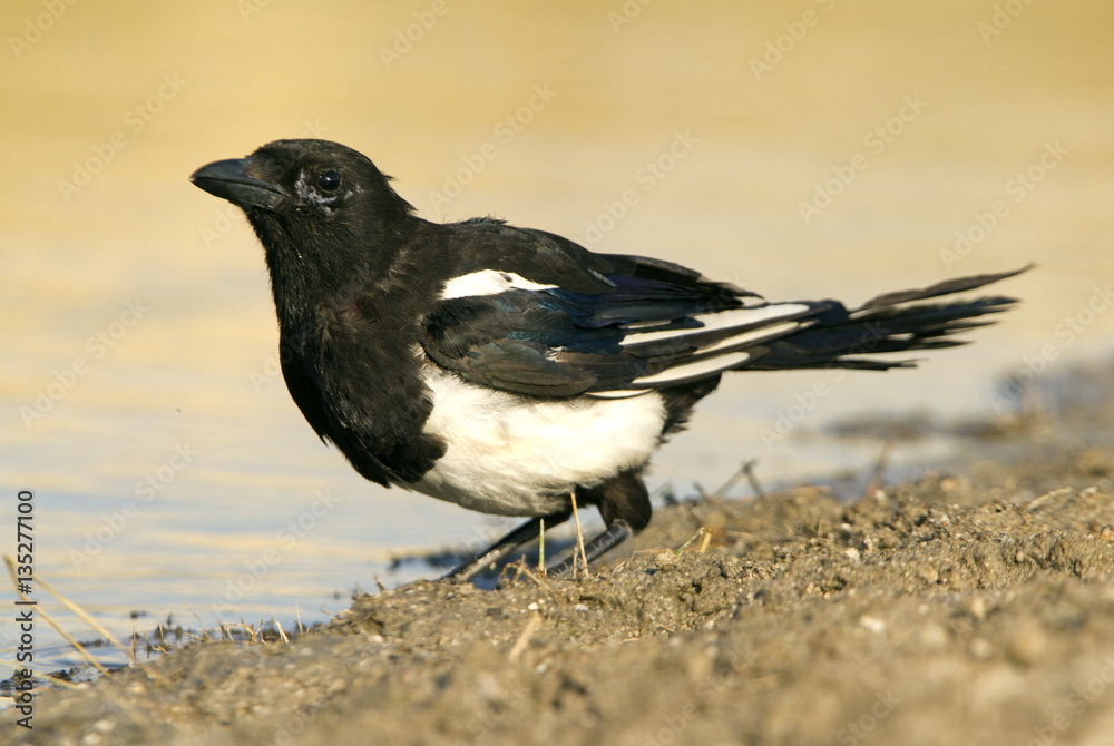 Obraz premium Common magpie. Pica pica