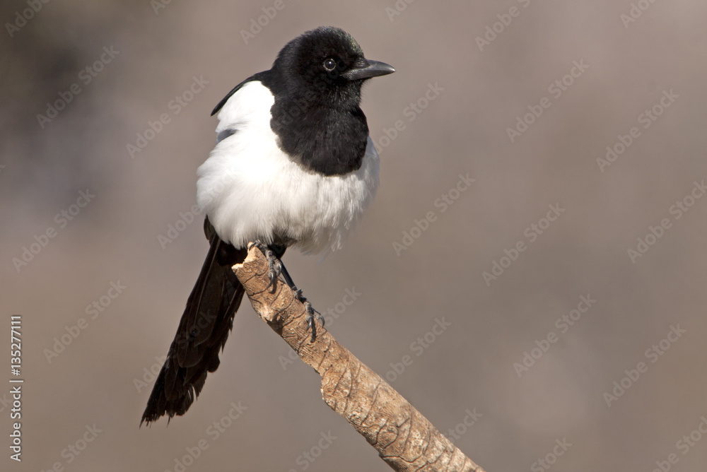 Fototapeta premium Common magpie. Pica pica