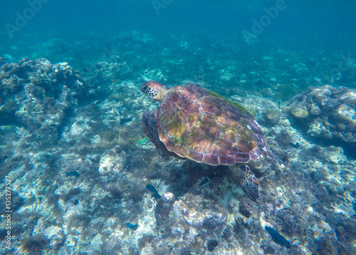 Sea turtle in blue water. Ocean animal - green sea turtle with big shell with seaweeds. © Elya.Q