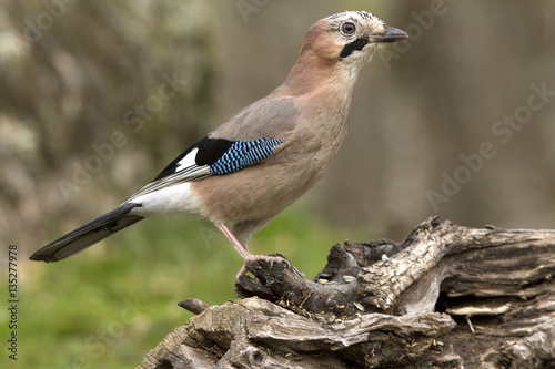 Eurasian jay. Garrulus glandarius