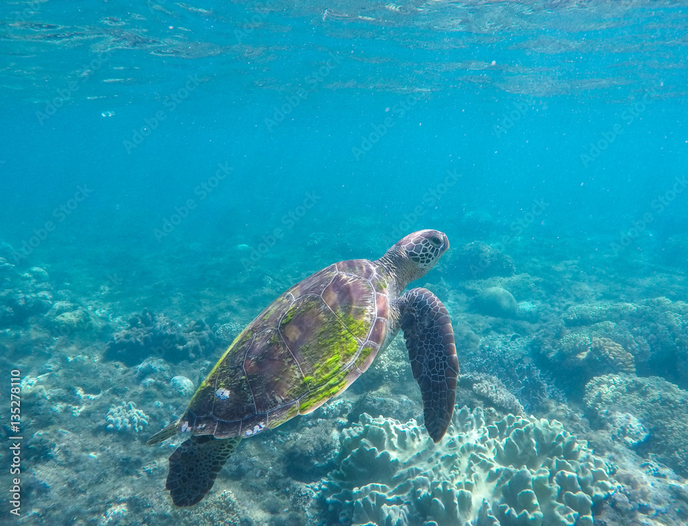 Fototapeta premium Green turtle in coral reef. Blue sea and sea animal.