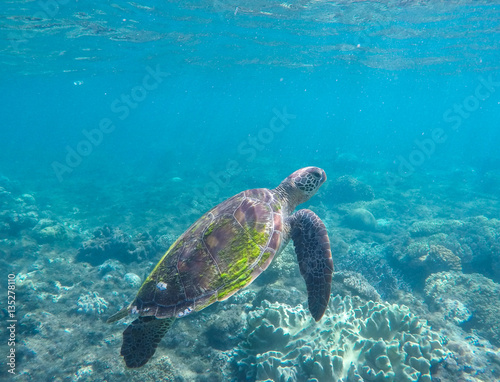 Green turtle in coral reef. Blue sea and sea animal.