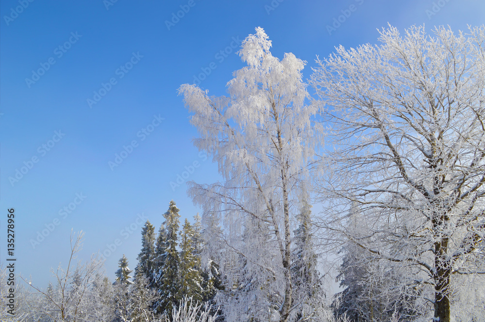 Birch tree covered by snow and hoarfrost