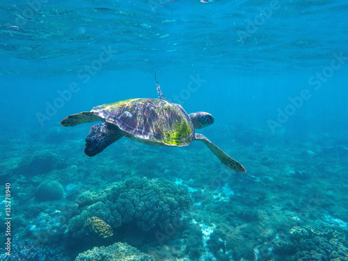 Fototapeta Naklejka Na Ścianę i Meble -  Green sea turtle seeking for food in blue seashore water