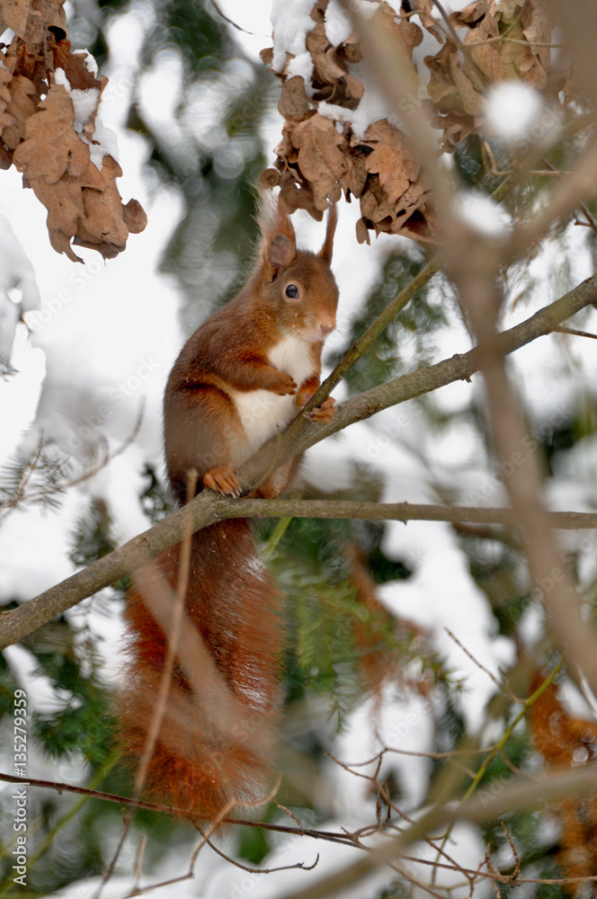 Fototapeta premium Eichhörnchen auf einem Baum