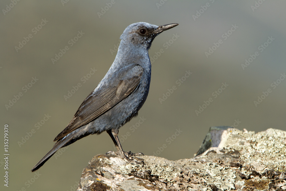 Male of Blue rock thrush. Monticola solitarius Male of Blue rock thrush. Monticola solitarius