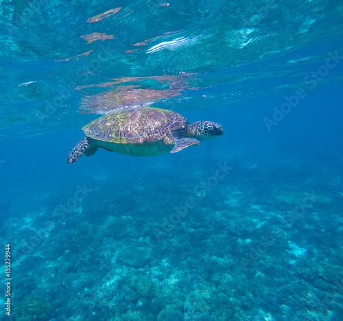 Sea turtle in blue water, green turtle swimming, rare marine species